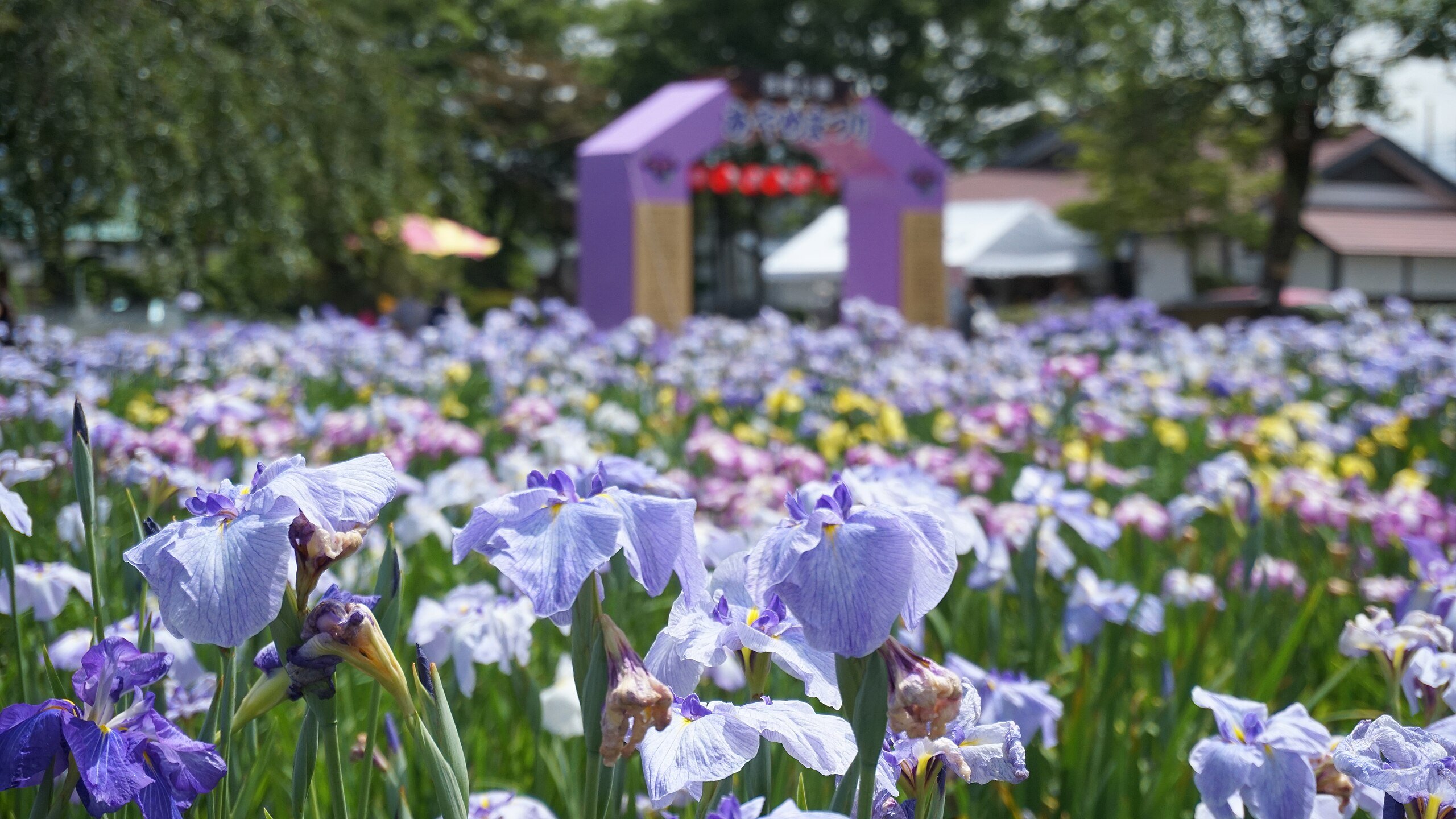 🌸 아사마이 공원 (浅舞公園)